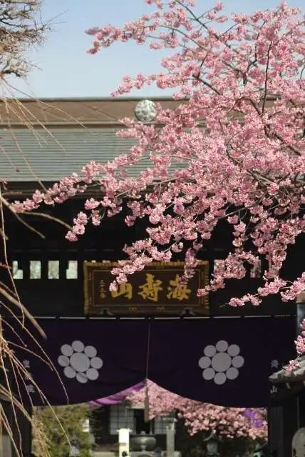 🌸 해수산 만복사 밀장원(카이주산 만푸쿠지 미츠조인) 이미지 9